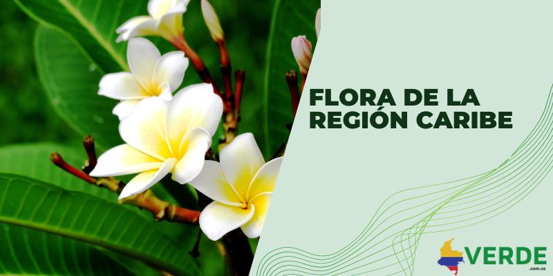 Flora de la región Caribe