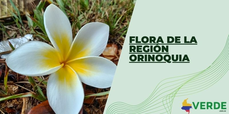 Flora de la región Orinoquia