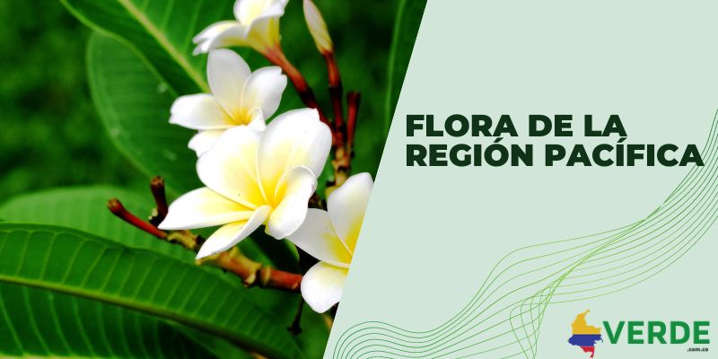 Flora de la región Pacífica