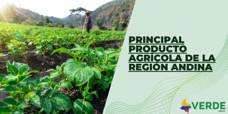 Principal producto agrícola de la región Andina
