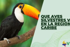 Que aves silvestres viven en la región Caribe