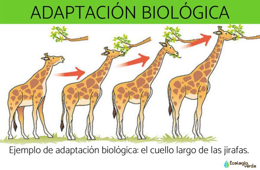 Adaptaciones físicas y biológicas de los animales para sobrevivir en su entorno