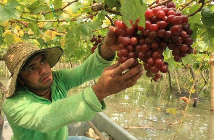 Agricultores de frutas en Colombia