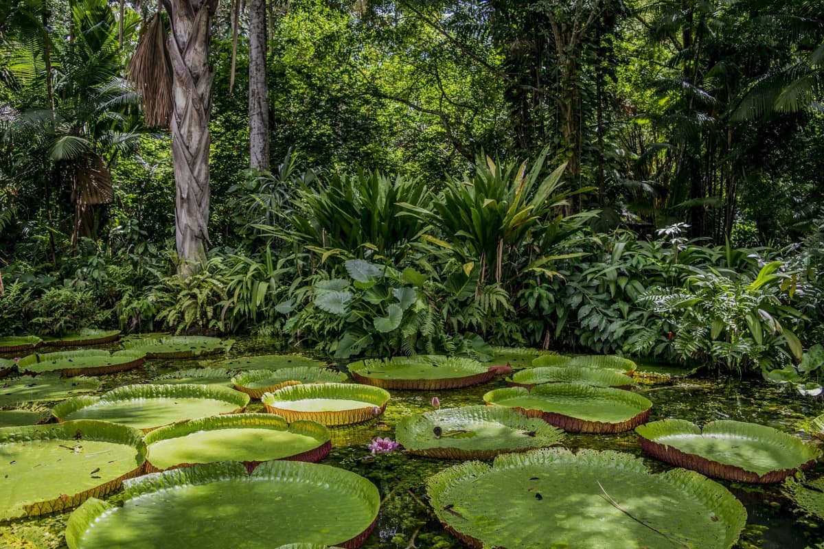 Biodiversidad de la región Amazónica - Colombia Verde