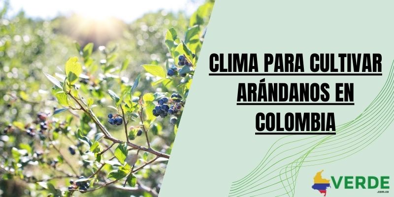 Clima para cultivar arándanos en Colombia