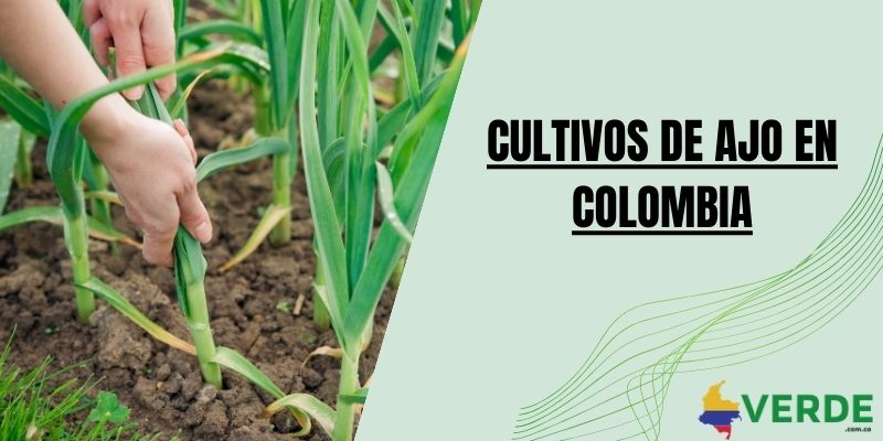 Cultivos de ajo en Colombia