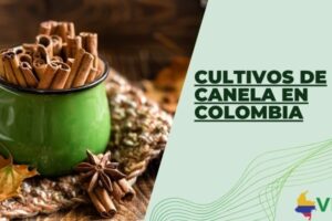 Cultivos de canela en Colombia