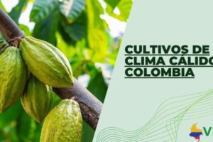 Cultivos de clima cálido en Colombia