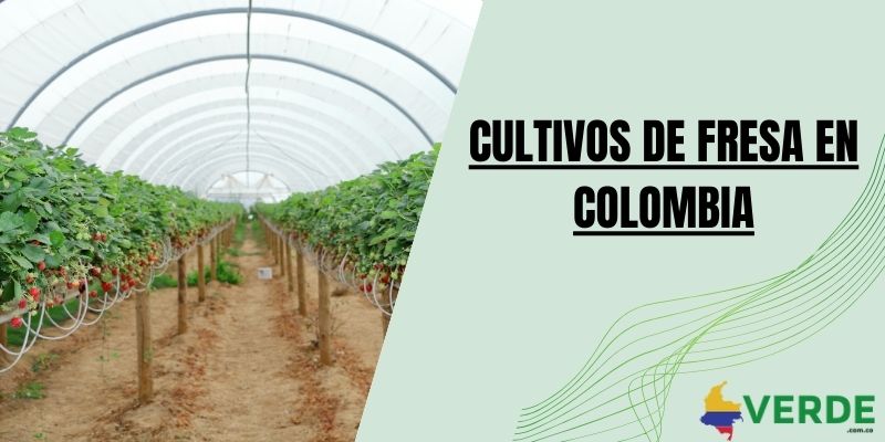 Cultivos de fresa en Colombia