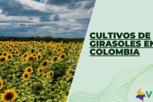 Cultivos de girasoles en Colombia