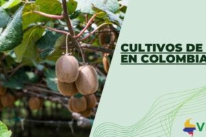 Cultivos de kiwi en Colombia