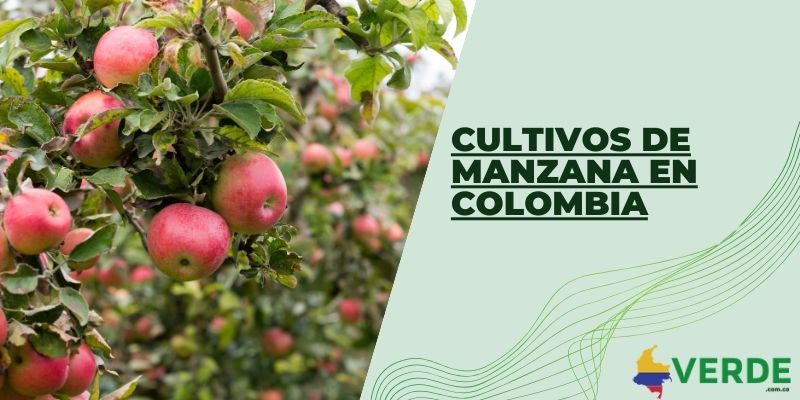 Cultivos de manzana en Colombia