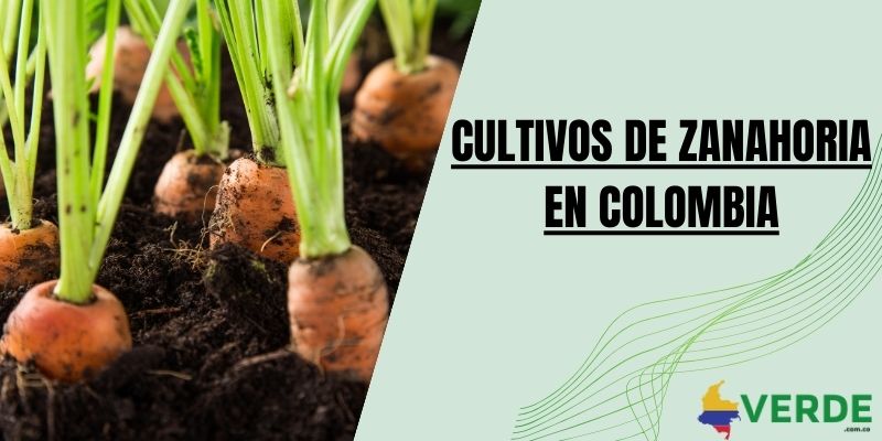 Cultivos de zanahoria en Colombia