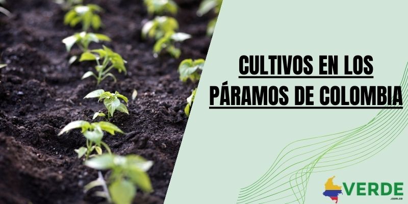 Cultivos en los páramos de Colombia