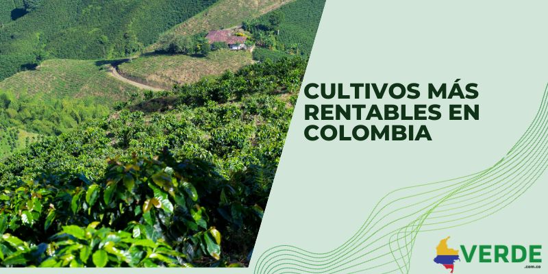 Cultivos más rentables en Colombia