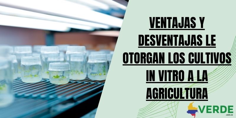 Ventajas y desventajas le otorgan los cultivos in vitro a la agricultura