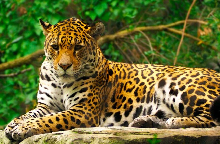 Animales en vía de extinción en Colombia jaguar