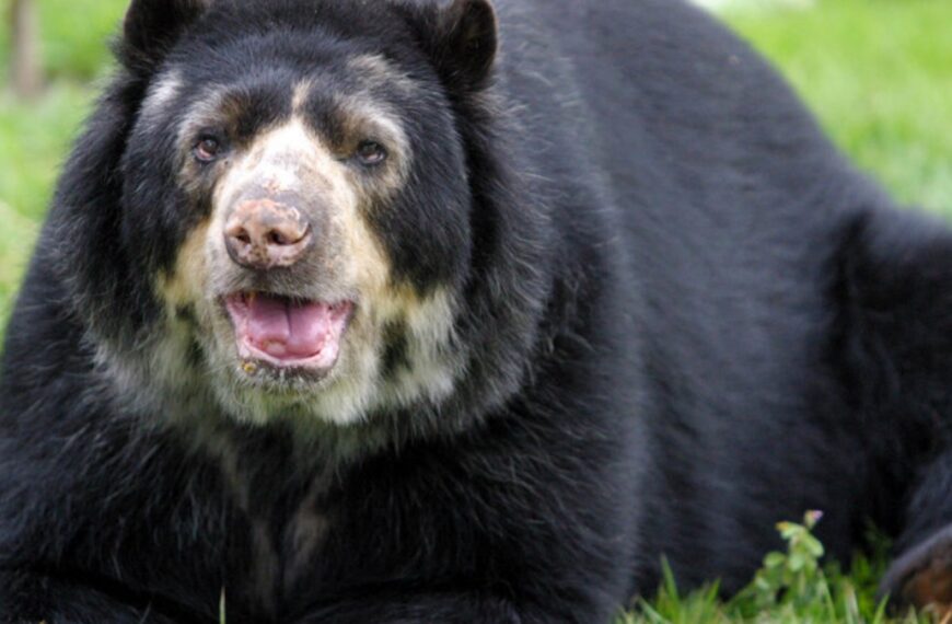 Animales en vía de extinción en Colombia oso de anteojos