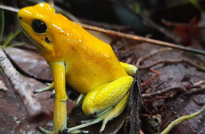 Animales en vía de extinción en Colombia rana dorada