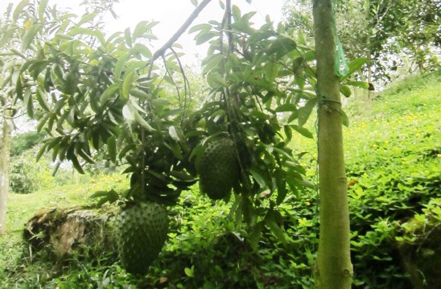 Cultivos de guanábana en Colombia