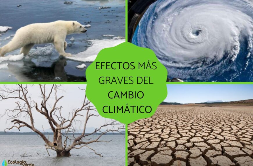 5 causas del cambio climático