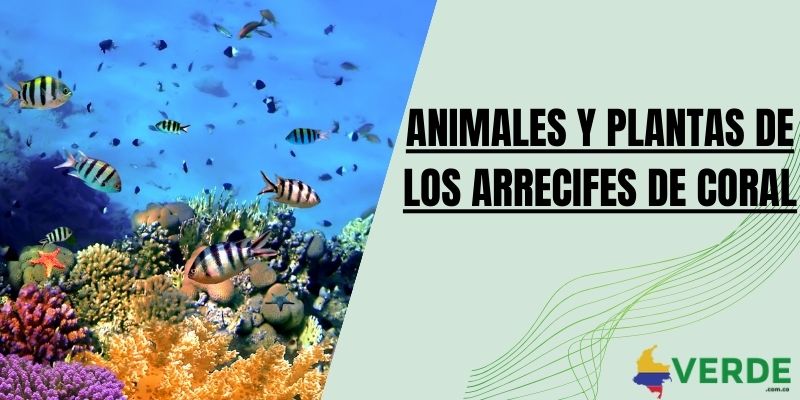 Animales y plantas de los arrecifes de coral