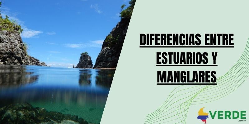 Diferencias entre estuarios y manglares