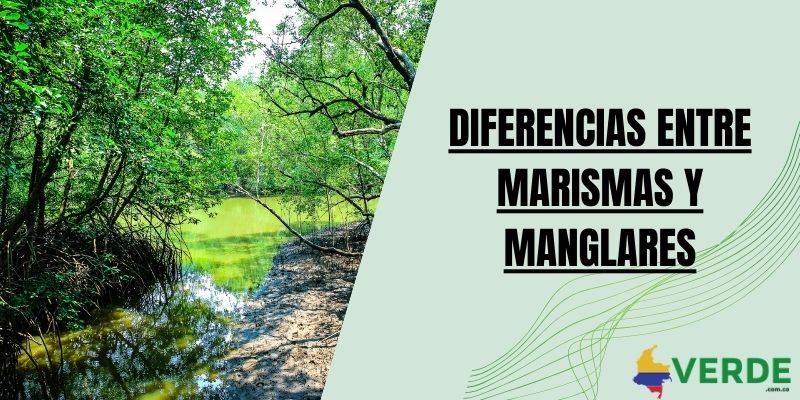 Diferencias entre marismas y manglares