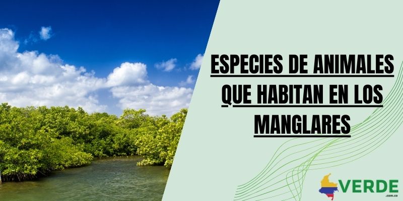 Especies de animales que habitan en los manglares
