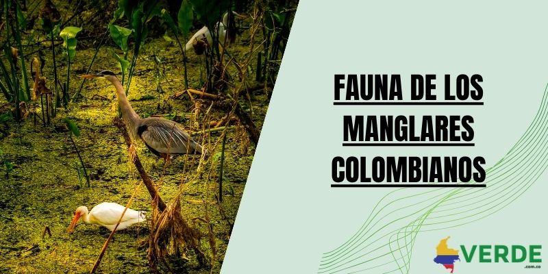 Fauna de los manglares colombianos