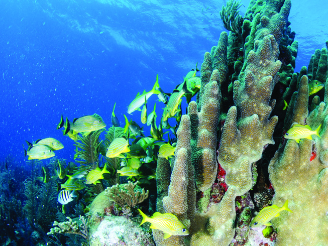 Adaptación de los seres vivos en los arrecifes